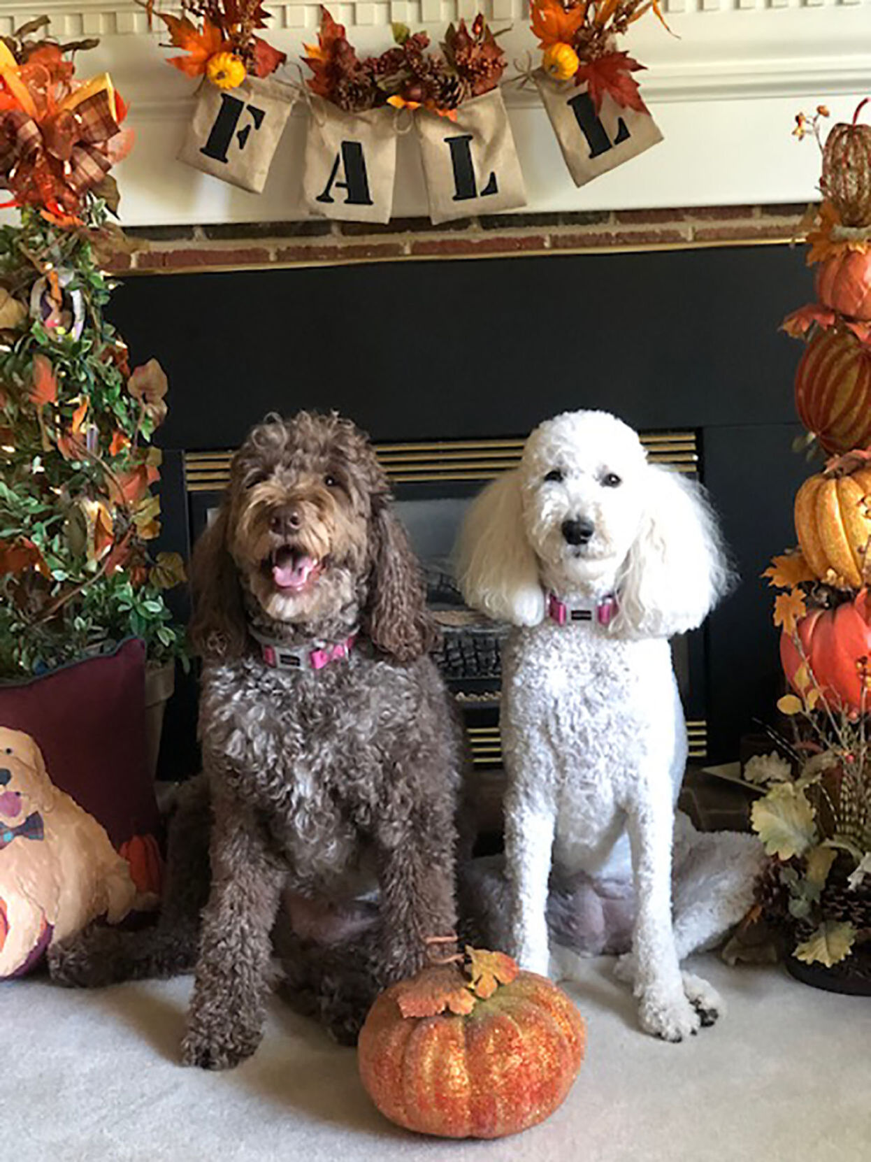 Delilah and Dixie